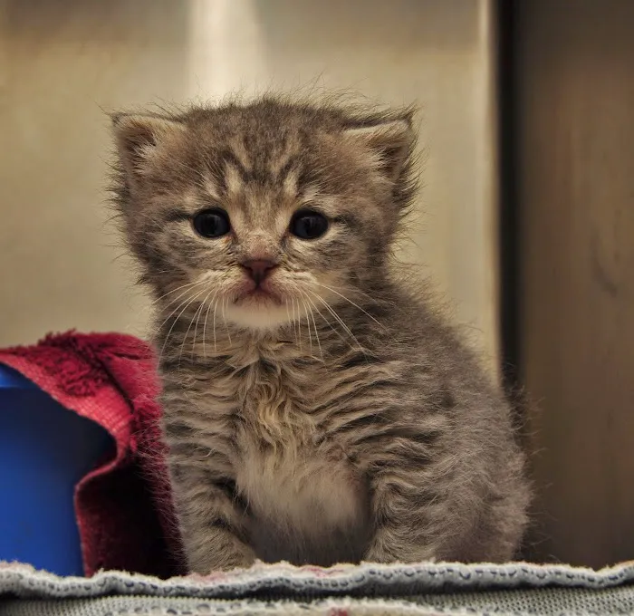 Petersburg Veterinary Clinic Picture 8