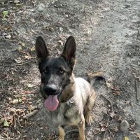 East Side Animal Hospital pc ico