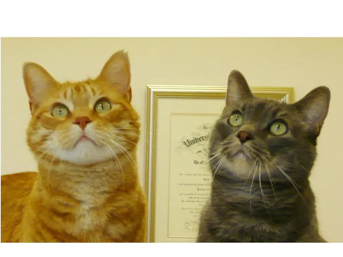 East Side Animal Hospital pc Picture 8