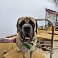 Just Animals Vaccine Clinic ico