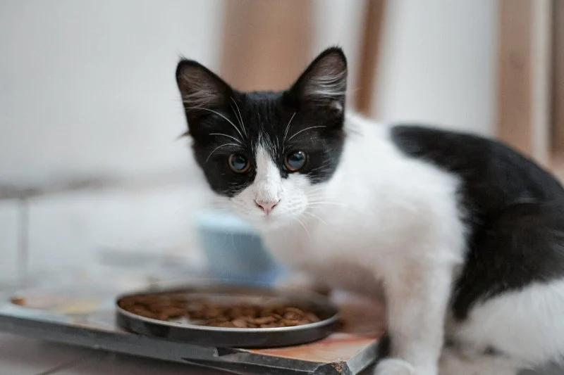 Choosing the Right Hypoallergenic Cat Food for Sensitive Stomachs