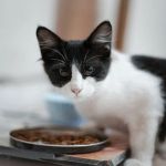 Choosing the Right Hypoallergenic Cat Food for Sensitive Stomachs
