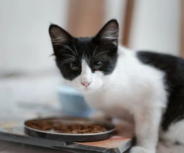 Choosing the Right Hypoallergenic Cat Food for Sensitive Stomachs