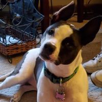 Meadows Veterinary Clinic ico