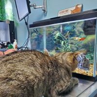Lakeview Veterinary Clinic ico