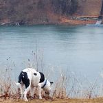 Tremont Veterinary Clinic