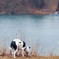 Tremont Veterinary Clinic ico