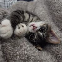 Peoria Area Veterinary Group of Chillicothe ico