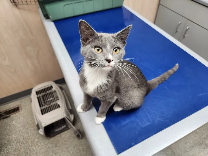 Prospect Animal Clinic Picture 5