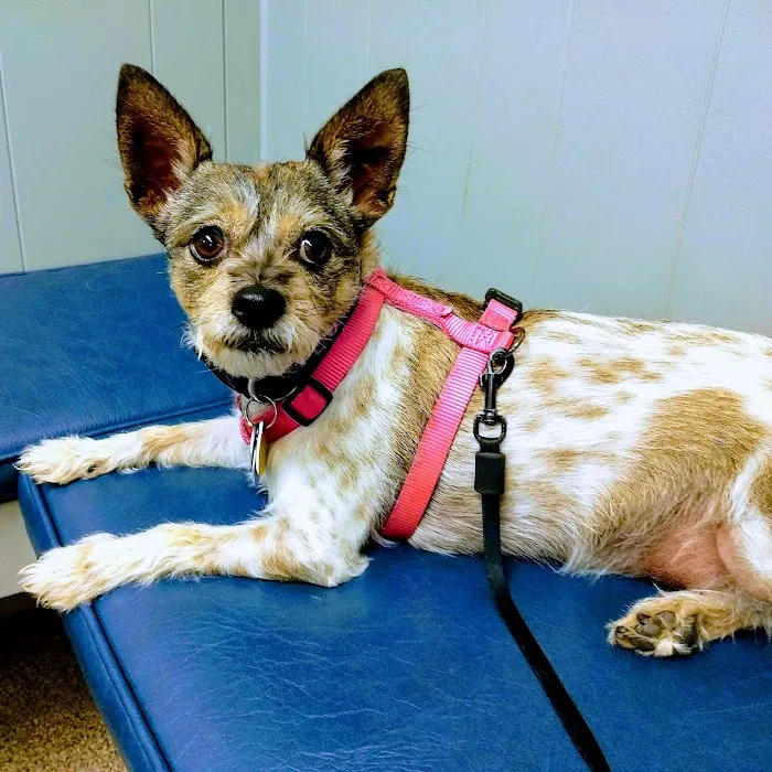 Prospect Animal Clinic Picture 8
