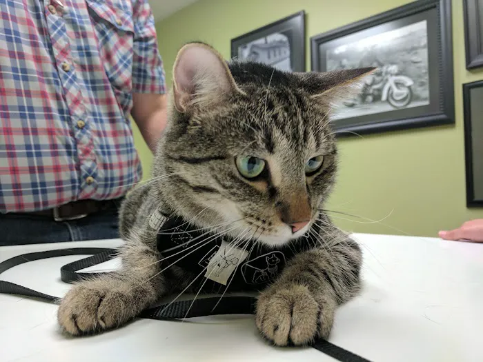 Demanes Animal Hospital Picture 1