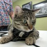 Demanes Animal Hospital