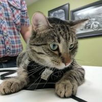 Demanes Animal Hospital ico