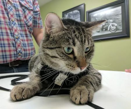 Demanes Animal Hospital