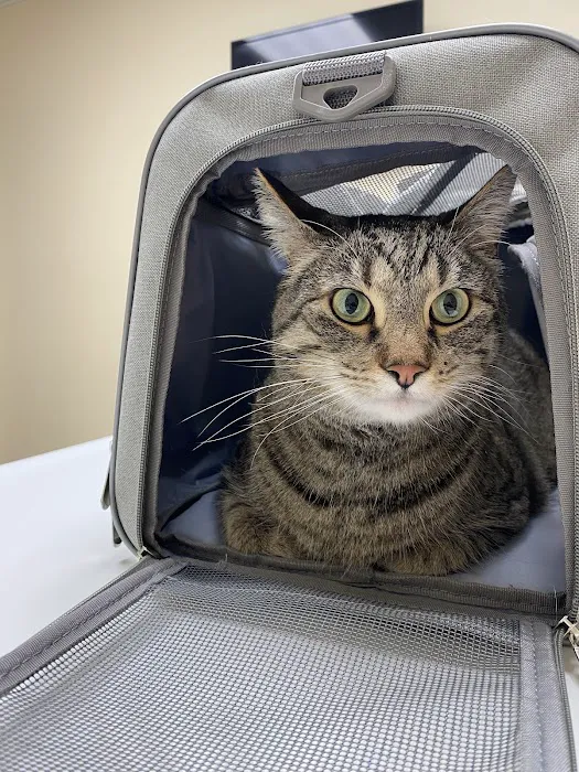 Demanes Animal Hospital Picture 6