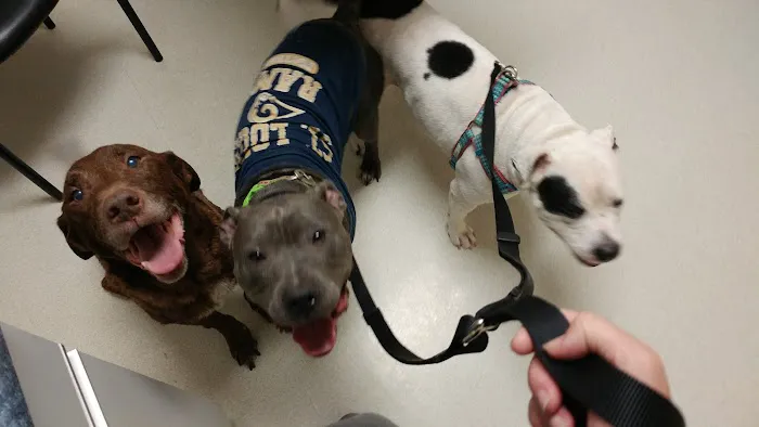 Mt. Hawley Animal Clinic Picture 7