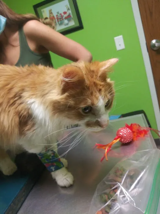 Rescued Heart Animal Hospital Picture 7