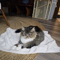 Green River Veterinary Services LLC ico