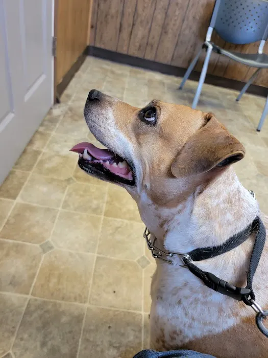 Ashton Animal Clinic Picture 1