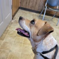 Ashton Animal Clinic ico