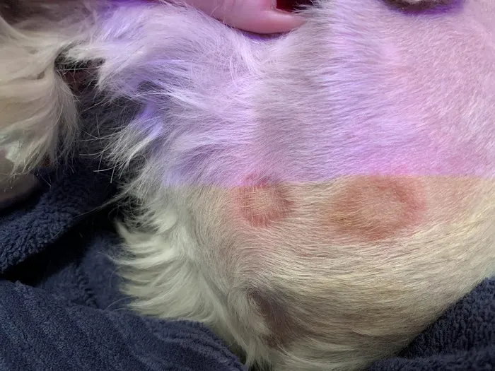 River Ridge Animal Hospital Picture 5