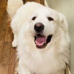 River Ridge Animal Hospital