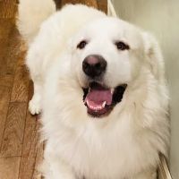 River Ridge Animal Hospital ico