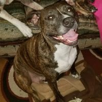 Advanced Animal Health Center ico