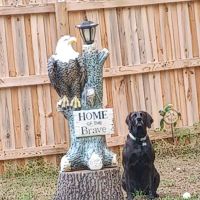 Blackhawk Veterinary Services, Ltd. ico