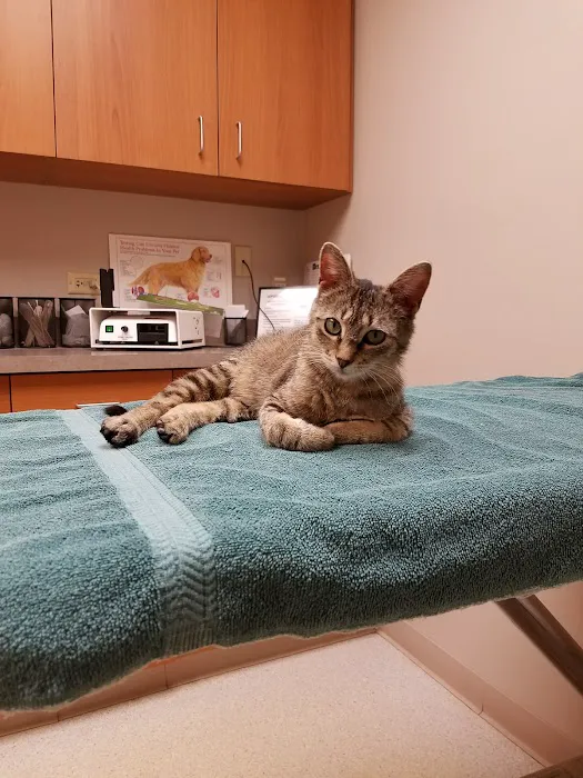 Pines Meadow Veterinary Clinic Picture 1