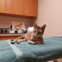 Pines Meadow Veterinary Clinic ico