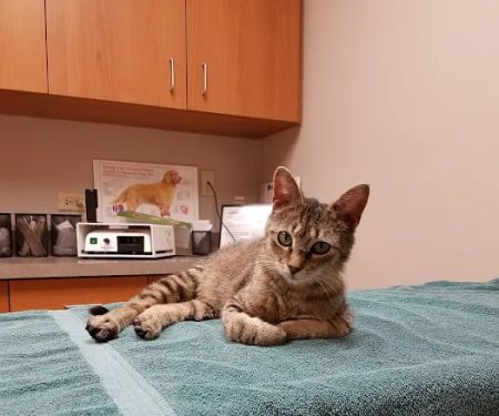 Pines Meadow Veterinary Clinic