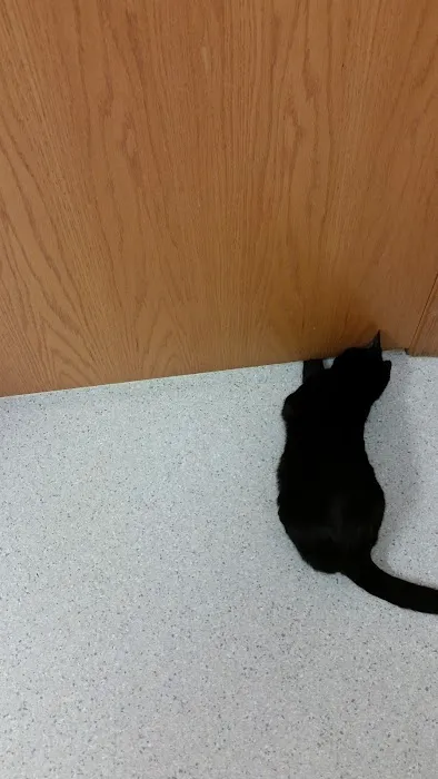 Pines Meadow Veterinary Clinic Picture 5