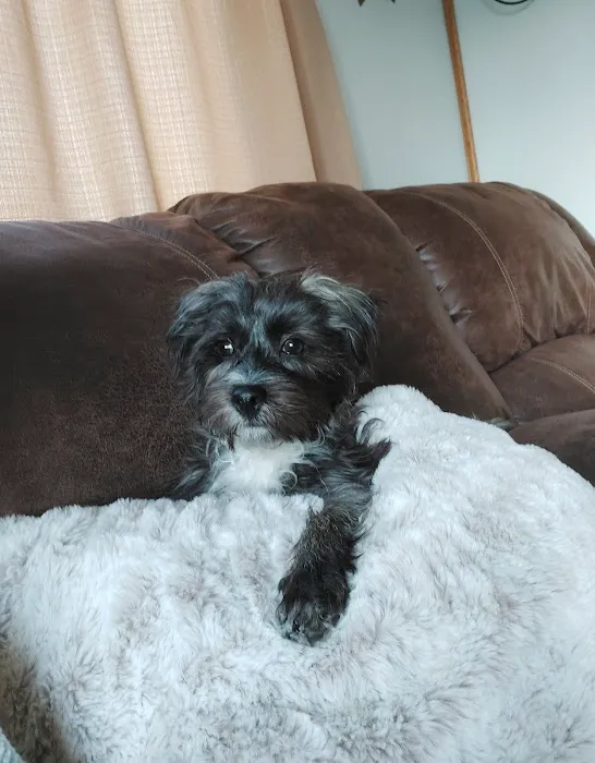 CareVet of Rockford Picture 3