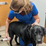 Mulford Animal Hospital