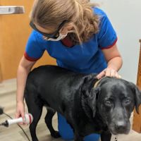 Mulford Animal Hospital ico