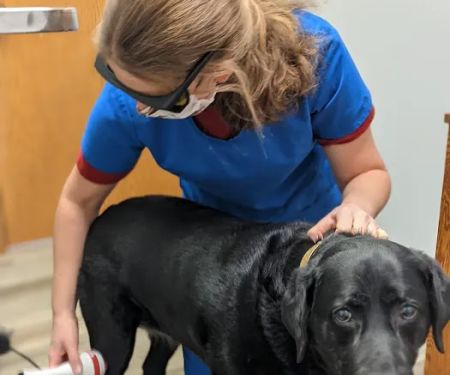 Mulford Animal Hospital