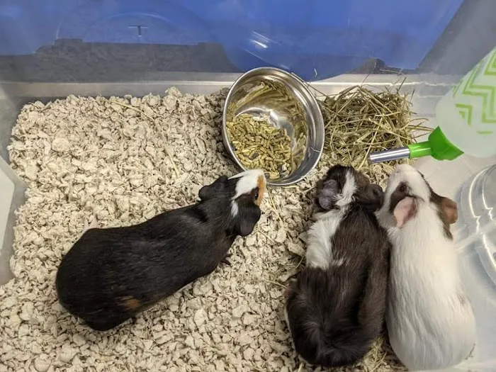 Mulford Animal Hospital Picture 4
