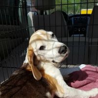 Stephenson Veterinary Hospital ico