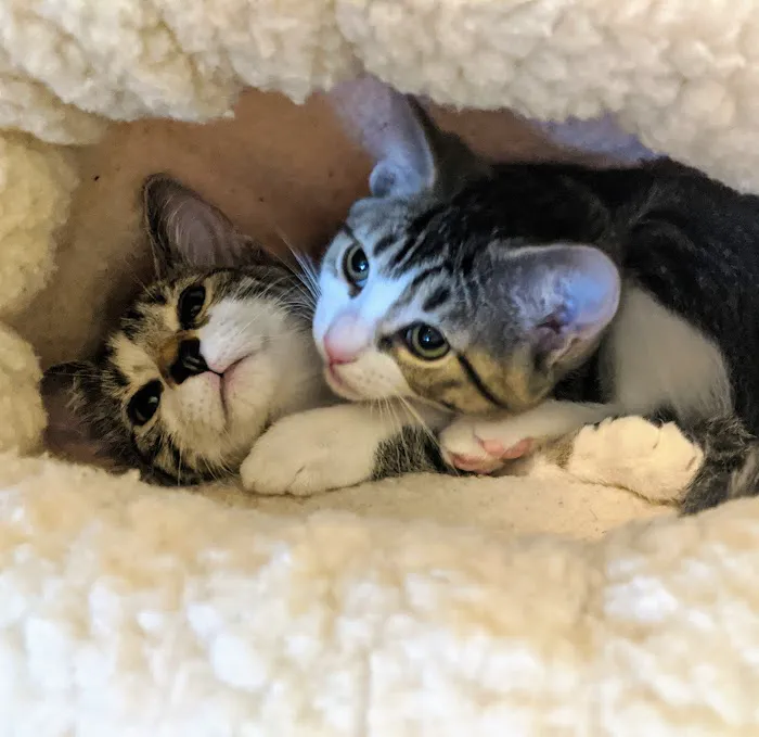 Peaceful Paws - In-Home Veterinary Care & End of Life Services in Illinois Picture 7