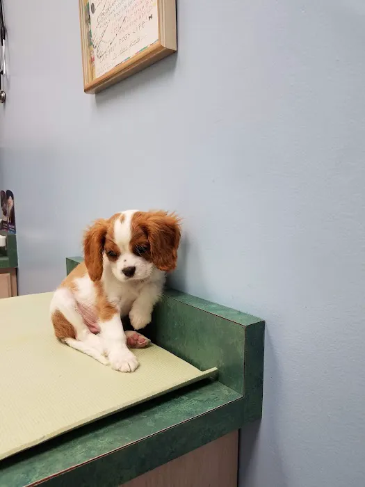 CherryVale Animal Clinic Picture 3