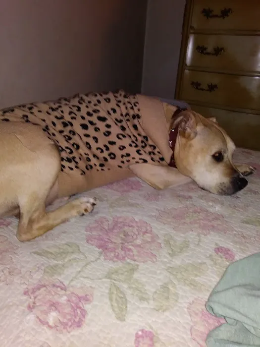 Hillcrest Animal Hospital: Wilder Mary DVM Picture 1