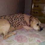 Hillcrest Animal Hospital: Wilder Mary DVM