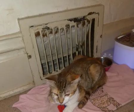 Noah's Ark Animal Clinic