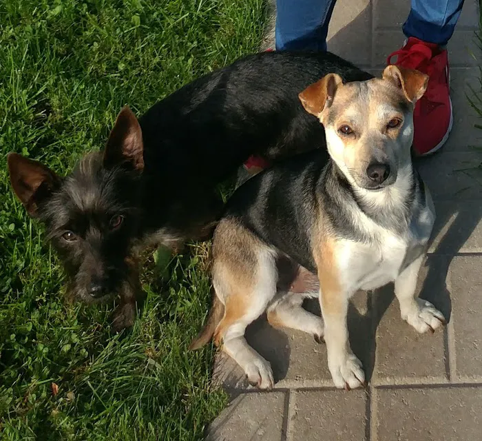 Noah's Ark Animal Clinic Picture 6
