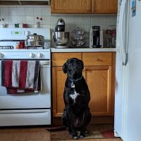 Animal Hospital of Spring Grove ico