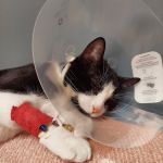 Antioch Animal Hospital