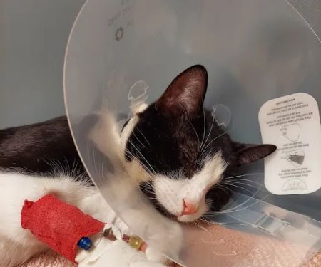 Antioch Animal Hospital