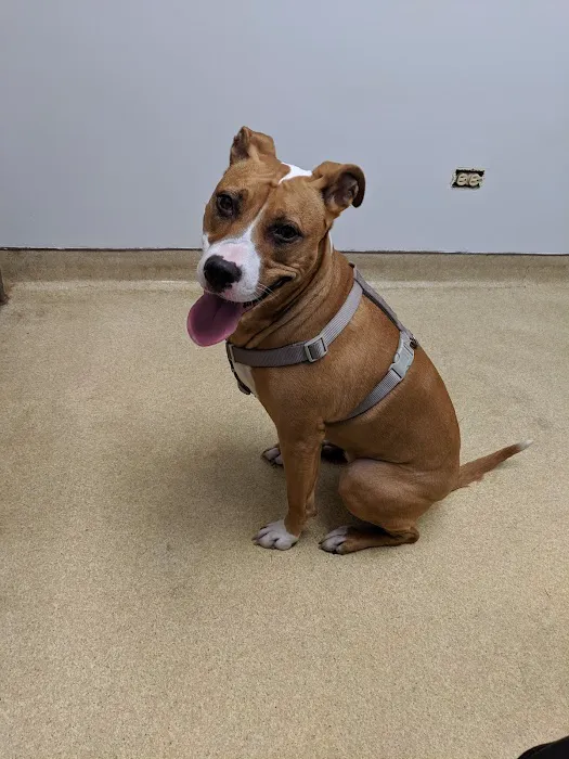 Antioch Animal Hospital Picture 8