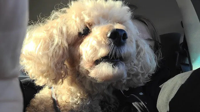 Lakes Animal Clinic Picture 2